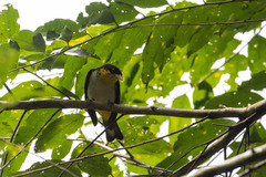 Hemithraupis flavicollis