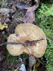 Lactarius scrobiculatus
