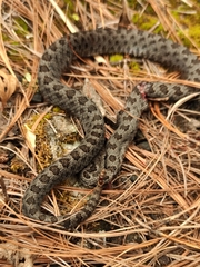 Crotalus intermedius omiltemanus