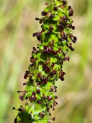 Acaena echinata