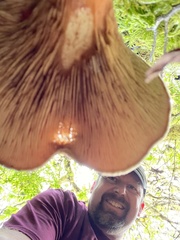 Lactarius scrobiculatus