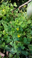 Oxalis