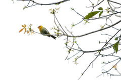 Hemithraupis ruficapilla