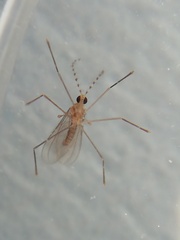 Cecidomyiidae