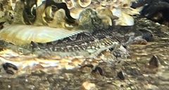 Clinocottus acuticeps