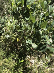 Angophora hispida