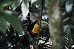 Ramphastos dicolorus