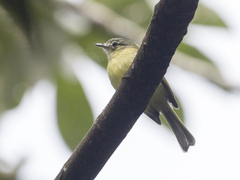 Tolmomyias sulphurescens