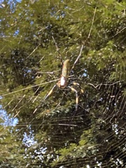 Trichonephila clavata