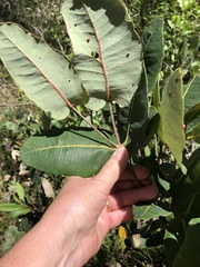 Angophora hispida