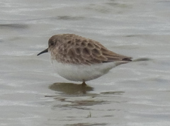 Calidris minutilla