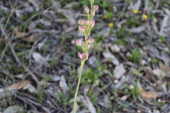 Thelymitra grandiflora