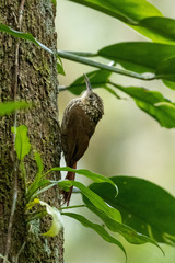 Xiphorhynchus fuscus