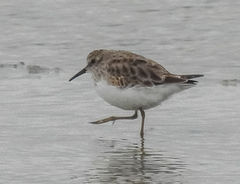 Calidris minutilla