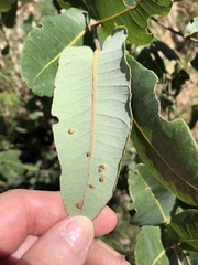 Angophora hispida