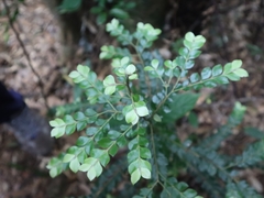 Lasianthus biflorus
