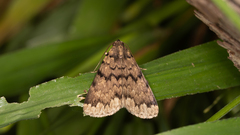 Mormoscopa phricozona