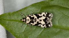 Eudonia aphrodes