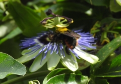Xylocopa augusti