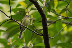 Hemitriccus orbitatus