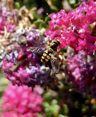 Simosyrphus grandicornis