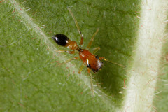 Myrmarachne helensmithae