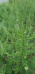 Artemisia indica