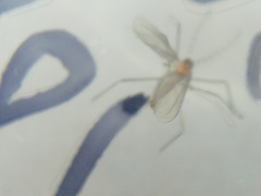 Cecidomyiidae