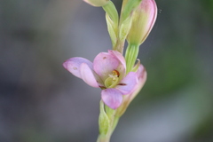 Thelymitra grandiflora