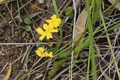 Goodenia lanata