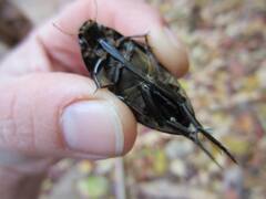 Hydrophilus triangularis