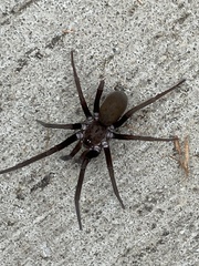 Kukulcania