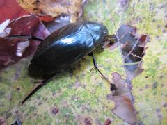 Hydrophilus triangularis