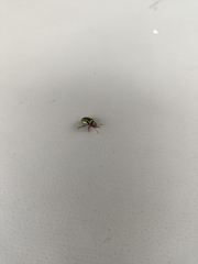 Calligrapha pantherina