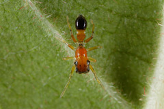 Myrmarachne helensmithae