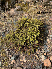 Myriopteris gracillima