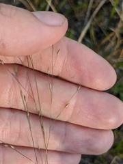 Panicum flexile