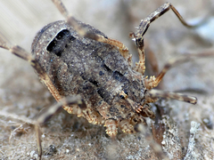 Odiellus spinosus