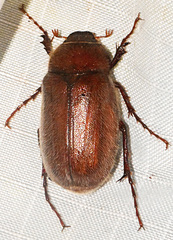 Amphimallon majale