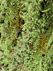Cladonia ochrochlora