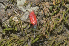 Neosteingelia texana