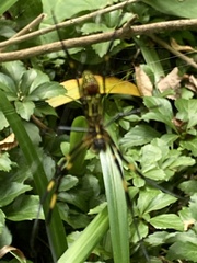 Trichonephila clavata