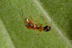 Myrmarachne helensmithae