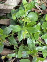 Opercularia ovata