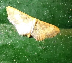 Idaea demissaria