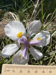 Dietes grandiflora