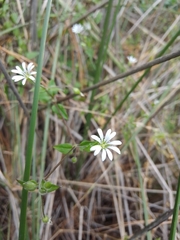 Stellaria cuspidata