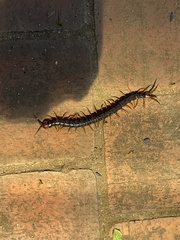 Cormocephalus westwoodi