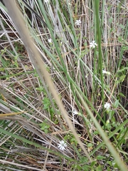 Stellaria cuspidata