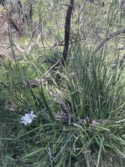 Dietes grandiflora